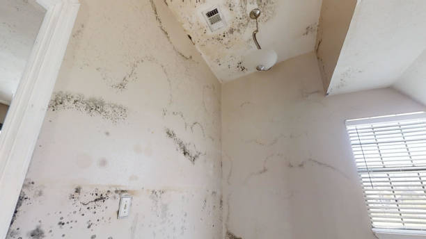 Best Post-Construction Mold Inspection  in Lake Linden, MI