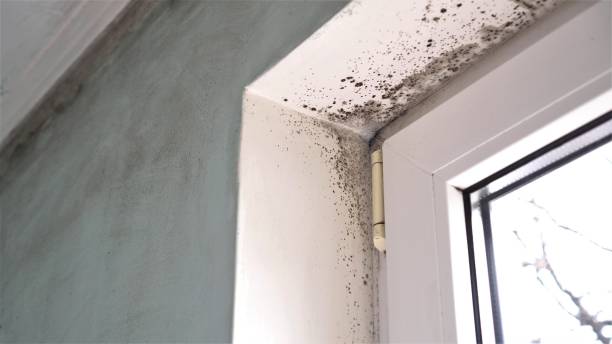 Best Residential Mold Inspection & Testing  in Lake Linden, MI