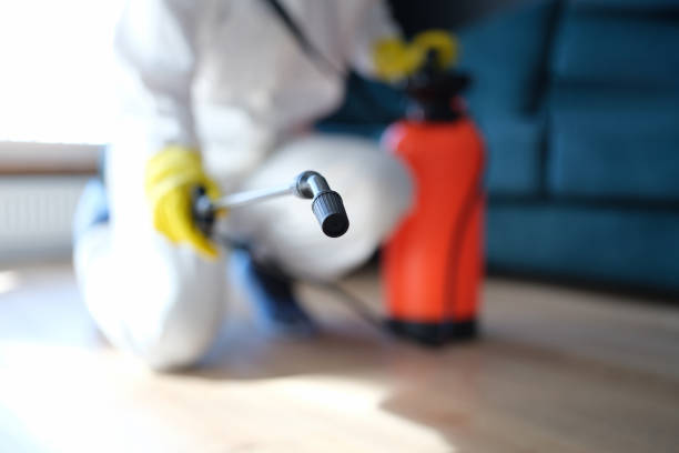 Best Black Mold Removal  in Lake Linden, MI