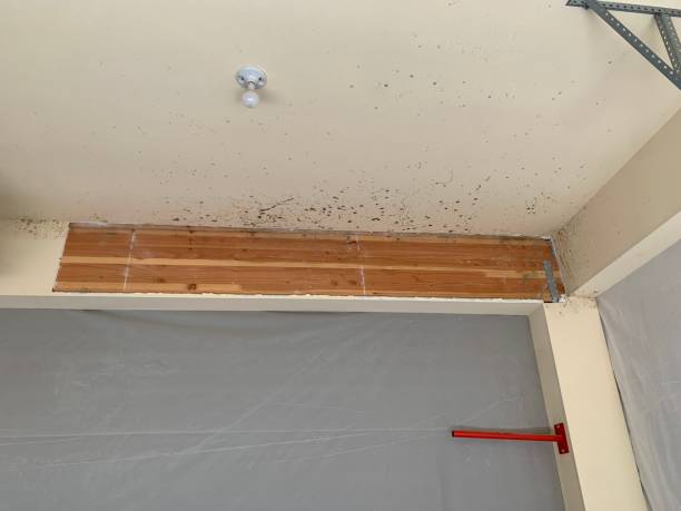 Best Basement Mold Removal  in Lake Linden, MI